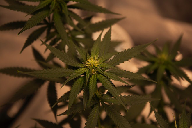 Hemp leaves